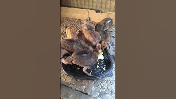 القران الكريم #القرآن_الكريم دجاج عرب