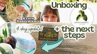 Plant Haul From AROID MARKET | 8 RARE Plants📦Step By Step Acclimation Process + More 🌿