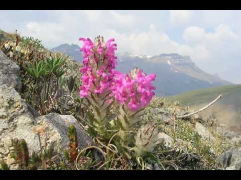 Arctic Plants - YouTube