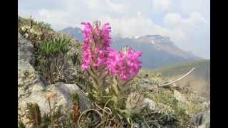 Arctic Plants