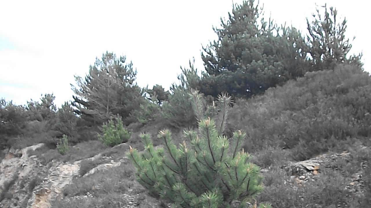 Looking at young Monterey Pine, Pinus radiata, at Wheal Maid Cornwall DSCF4733