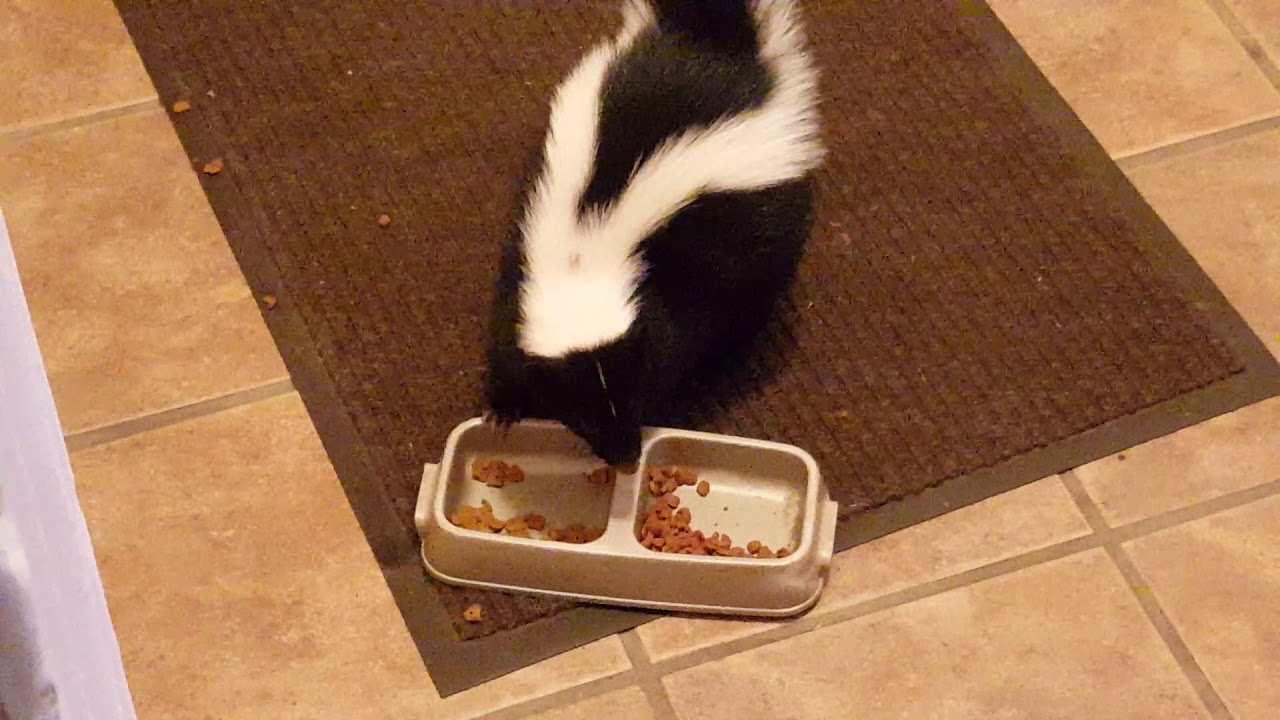 Beedy the Skunk eats all the cat food YouTube