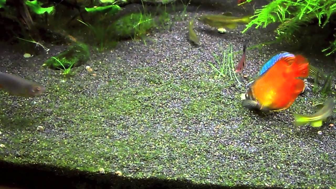 Feeding the Kuhli Loaches