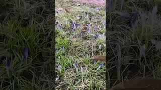 Spotted a bunch of purple crocus flowers on a walk last week. Now they’re all buried under snow #716