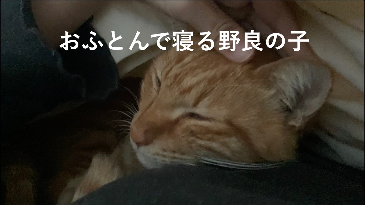 おふとんで寝る野良の子