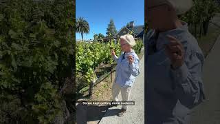 May in Napa Valley Vineyards
