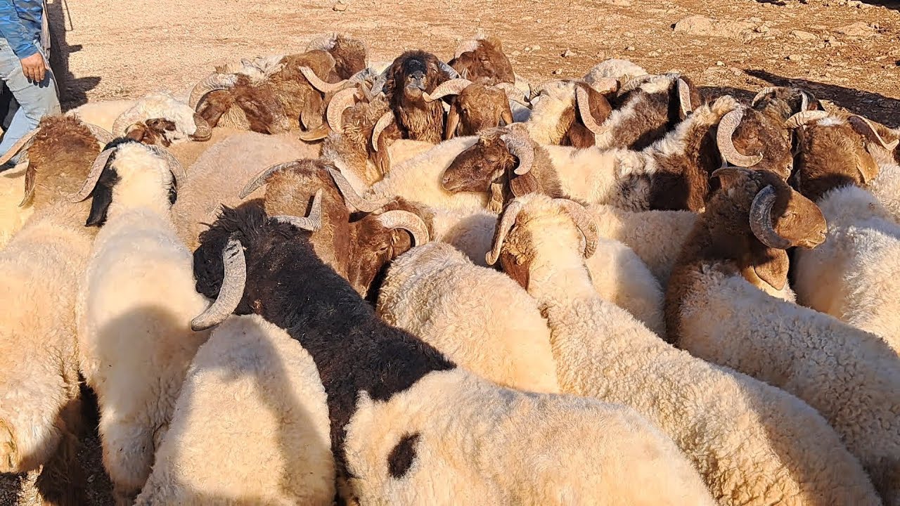 سوق ادلب يوم الأربعاء 22/ 10/ 2025/ خروف لحم/ فطيمة رباطة/ غنم مجنوي/ خروف رباطة/ 