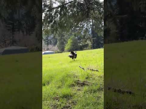 Here turkey Turk #springturkey #turkeyhunting