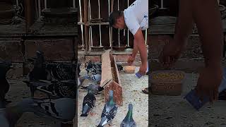 Racing Pigeons feeding activity #racerpigeon #pigeons #eating #feeding #birds #myloft
