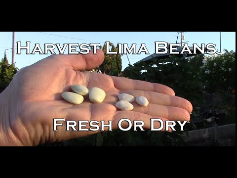 How To Harvest Lima Beans - Fresh or Dry