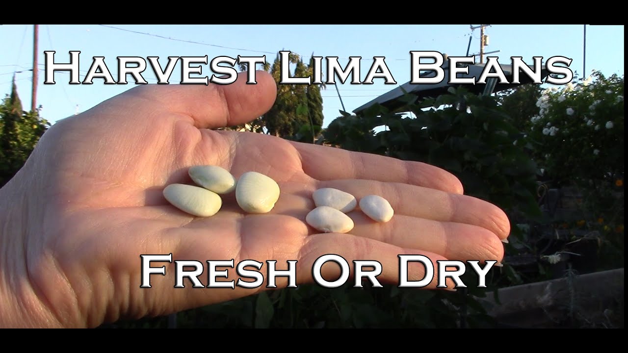 How To Harvest Lima Beans - Fresh or Dry 