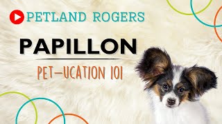 Everything you need to know about Papillion puppies! by Petland Rogers 10 views 8 months ago 1 minute, 10 seconds