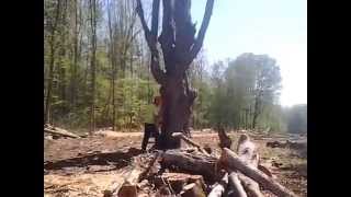Silver Maple Removal. 3 ft 9 in. wide stump
