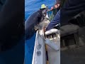 【絶望】マジでビクともしない…!海の底にバケモノ現る。ガチの巨物すぎてリールが巻けない釣行記 🎣😱