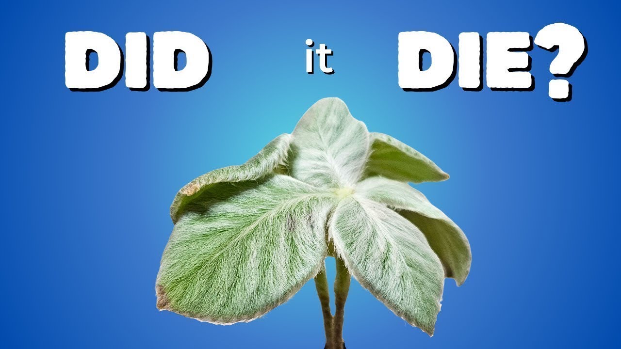 What Happens When Brazilian Edelweiss Meets Semi-Hydro LECA?