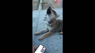 Wolf Dog Pup Practices Her Might Howl