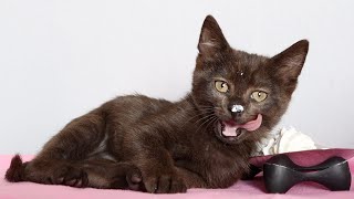 Want to know if cats and kittens can eat whipped cream? the short
answer is: most of time, no! but during a potentially stressful
situation like a...