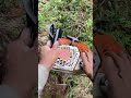 Felling a cedar #fellingatree who is amanda, Gave this ti a girl I loved 6th grade elemeta school