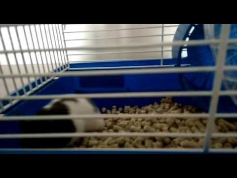 Sparky https://www.gamesatis.com/