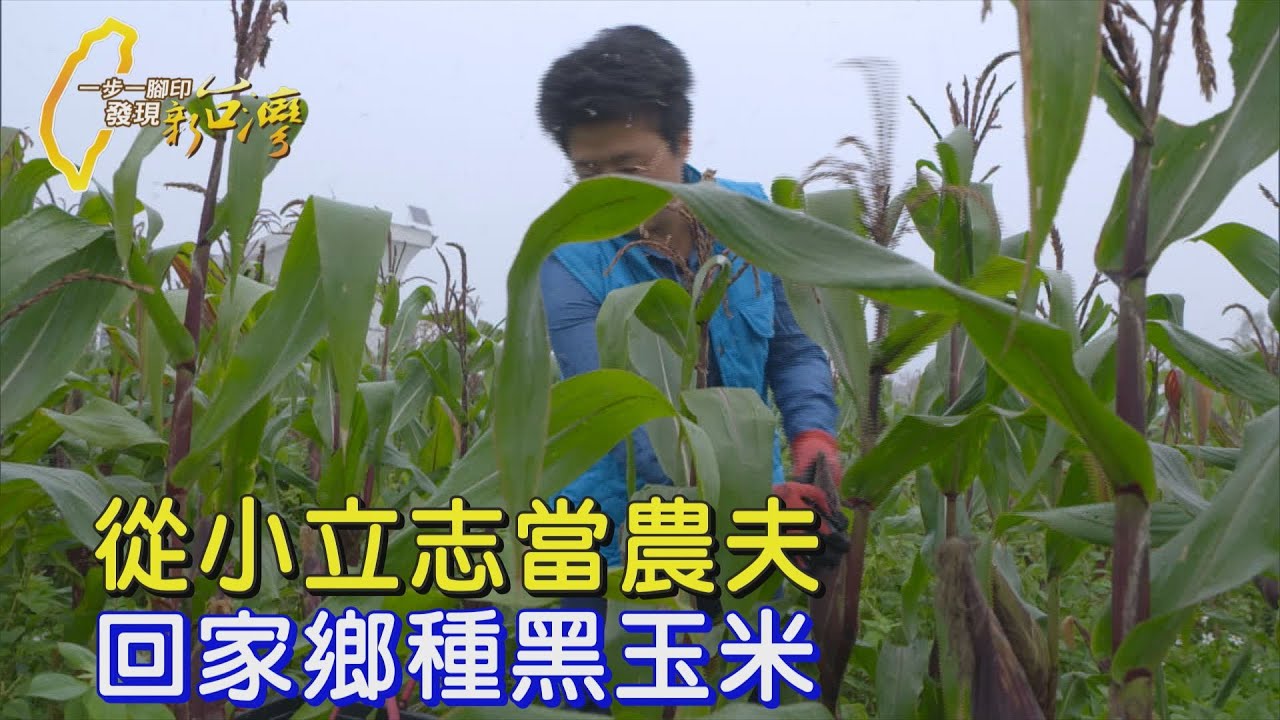 【嘉義】台大農藝畢業回鄉實現農夫夢 無毒栽種黑寶玉米∣一步一腳印【克服萬難玉米農夫夢】20250323
