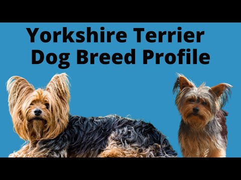 วีดีโอ: ชื่อ Yorkshire Terrier ที่นิยมมากที่สุด