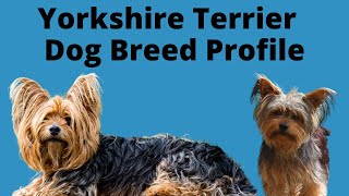 Yorkshire Terrier (Yorkie) Dog Breed Profile