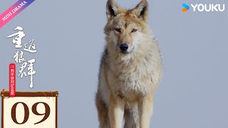 ENG SUB【重返狼群 10周年特别纪念版 Return to the Wolves 10 Year Anniversary Special Edition】EP09 | 优酷 YOUKU