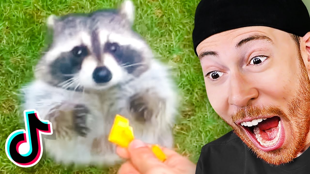 I Found the Best Raccoon Tik Toks YouTube