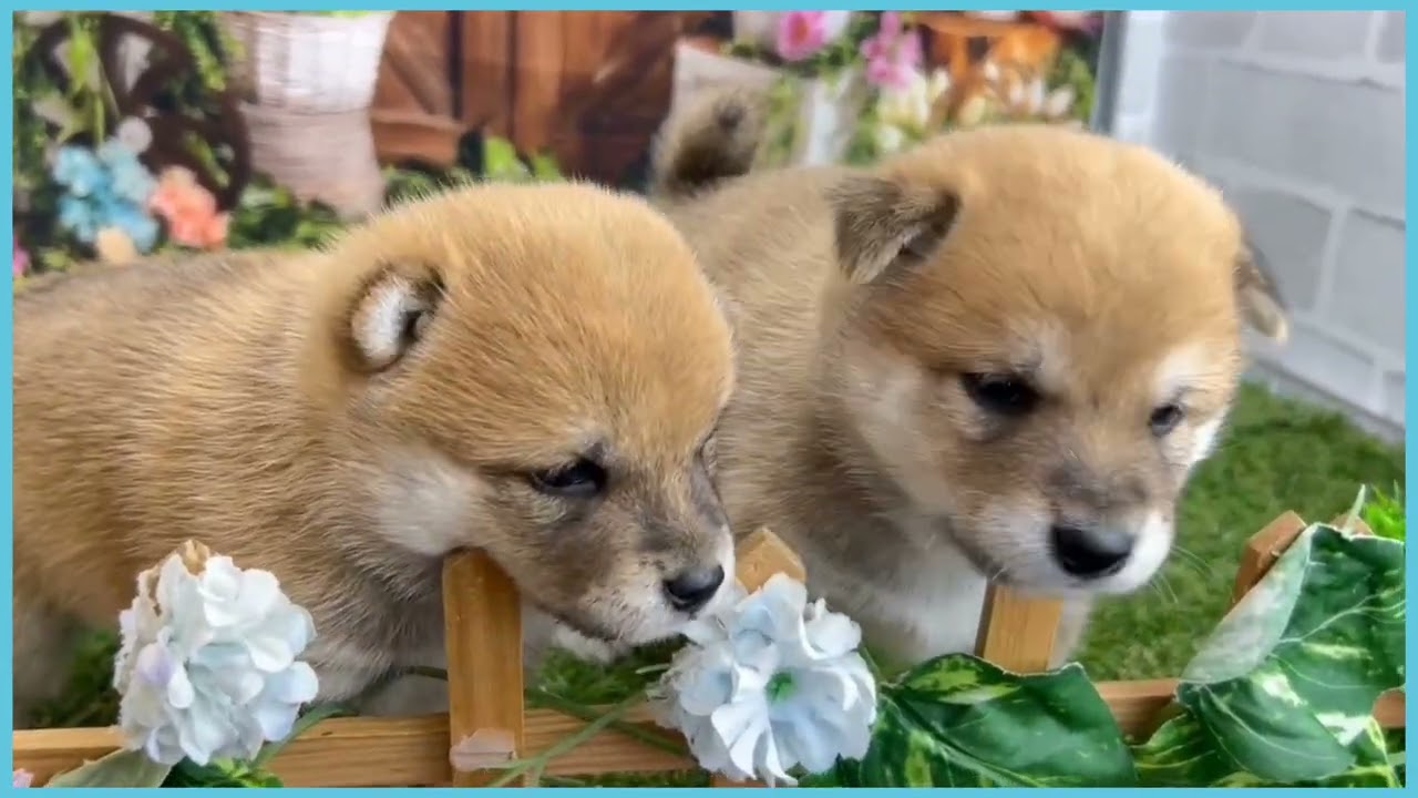 豆柴です☆ 豆柴をご堪能ください🙂‍↕️ #豆柴 #柴犬