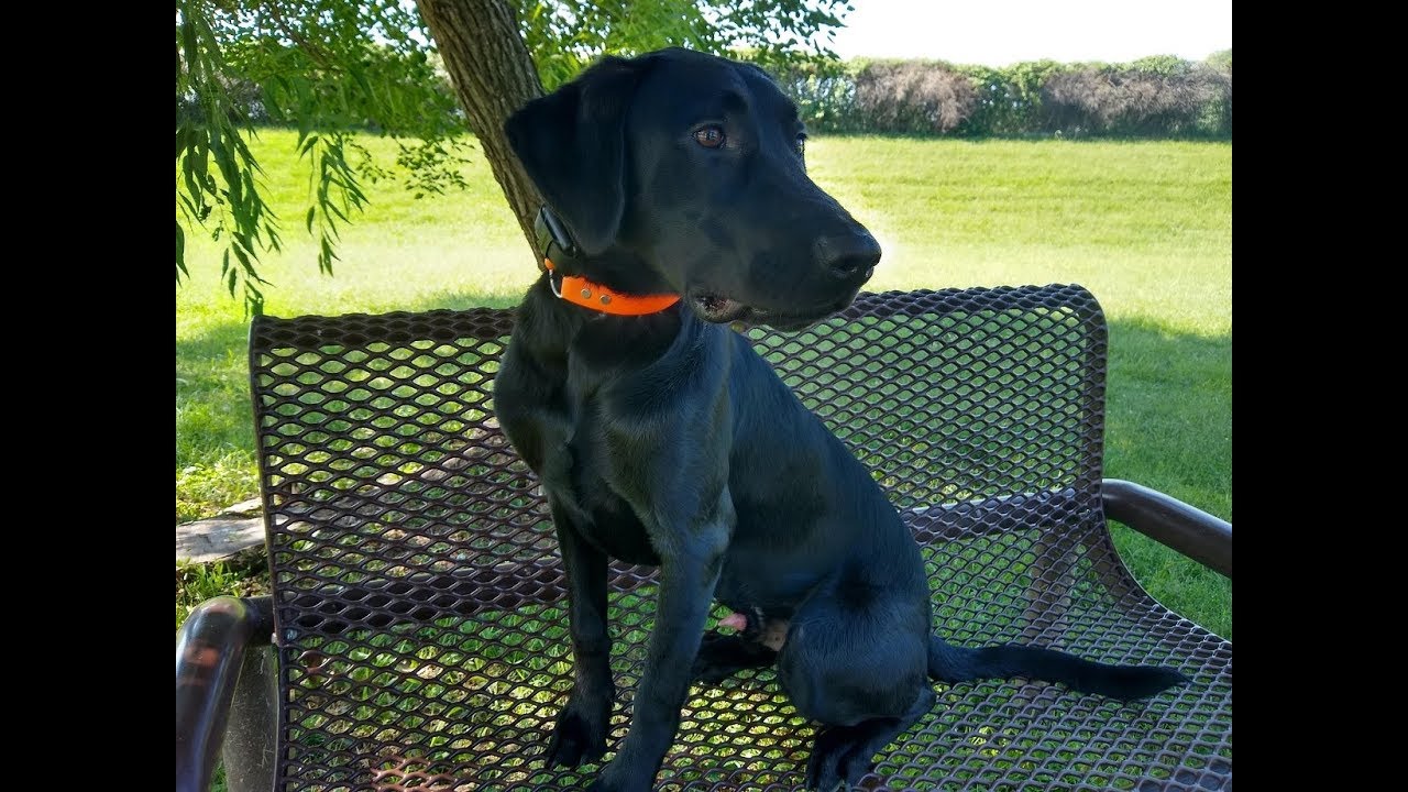 Rex 8 month old Lab Dog Training Omaha/Lincoln, Nebraska YouTube