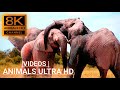 Angry Elephant Charges Safari Guide  Big 5-African Wild Elephants-videos HD
