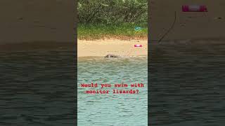 Would you swim with monitor lizards? #thailand #biglizards #monitorlizard