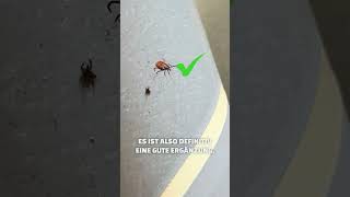 Zecken Fusselrolle