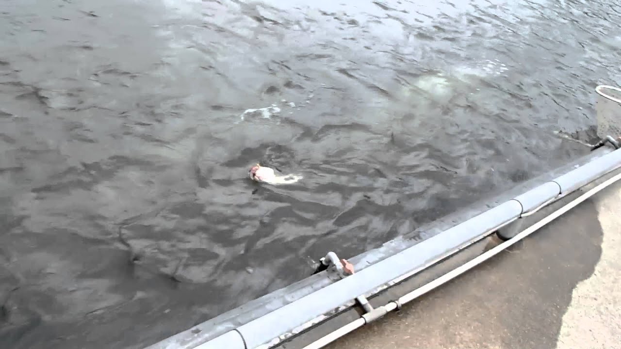 トラウトワンエリアスペシャル66ｓｕｌテスト Youtube