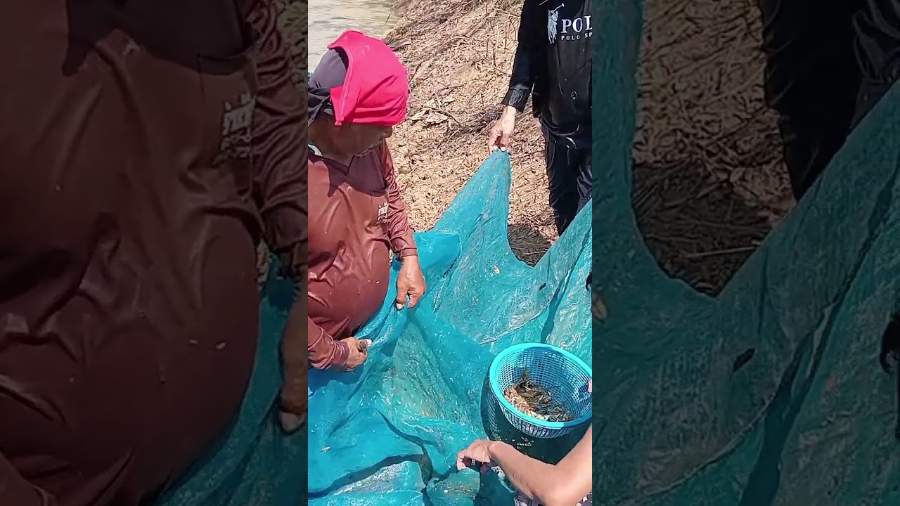 วันนี้พากันไปนาลากลี่หรือด่าง