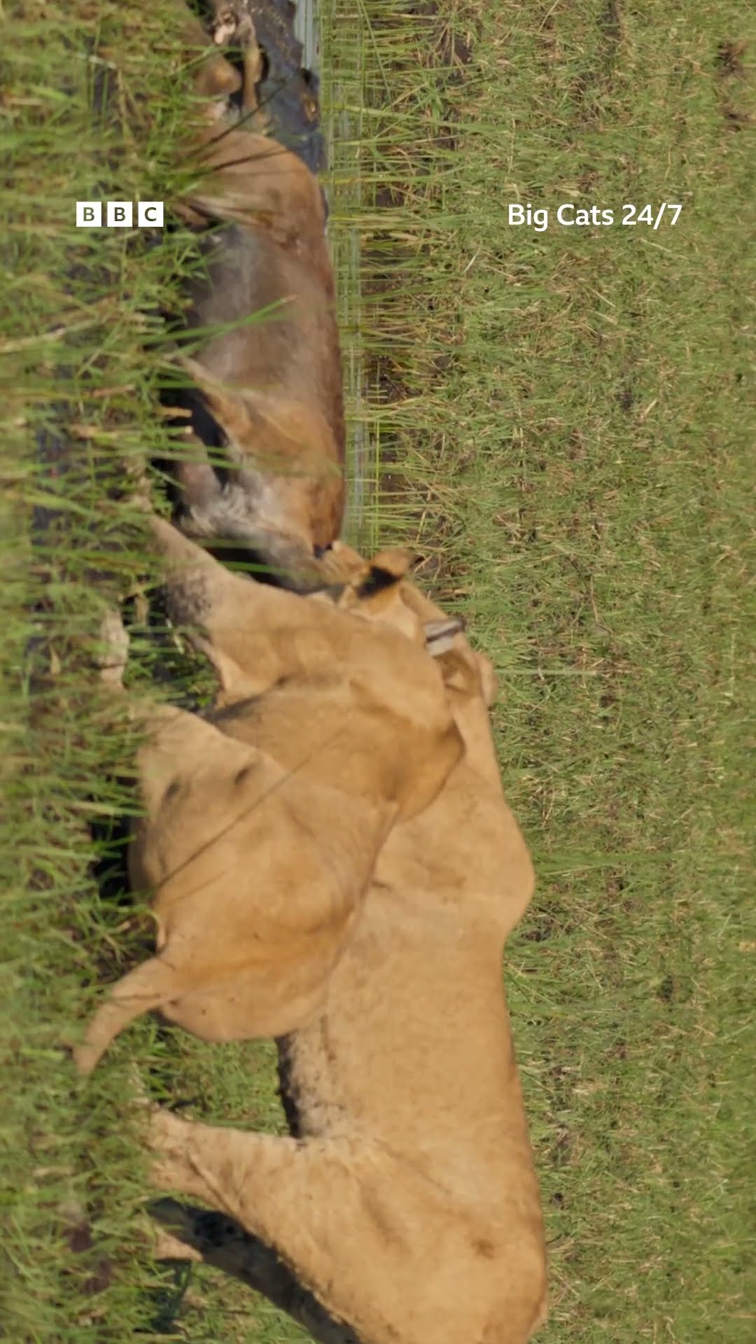 Lion vs Crocodile Face-Off ? ? #Animals #Cat #Shorts