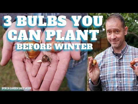 वीडियो: सर्दियों से पहले ट्यूलिप लगाना: प्रक्रिया की विशेषताएं