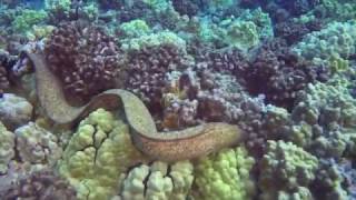 Moray Eel Eats Octopus