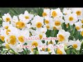 【新曲】「道しるべ」中村美律子 cover 文夫(聖風)2026年5月27日発売