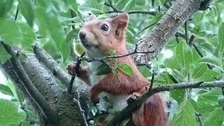 Охота на Белку !!!  Hunting for Squirrel !!!