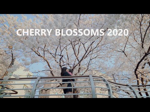 울산 무거천의 봄 Cherry blossom on the riverside!
