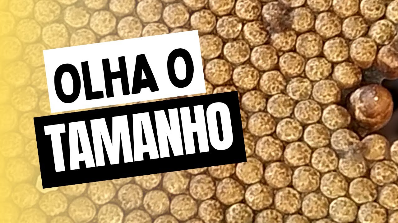 OLHA O TAMANHO DISSO
