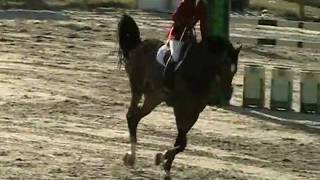 Unity & Mettine Blach winner 140 cm