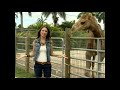 Planeta Feroz - Capsule 1: Camel (2015)