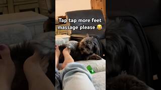 😂 #havanese #havanesedog #havanesepuppies #shorts #comedydog #rescuedog #dog #dogs #feet #massage