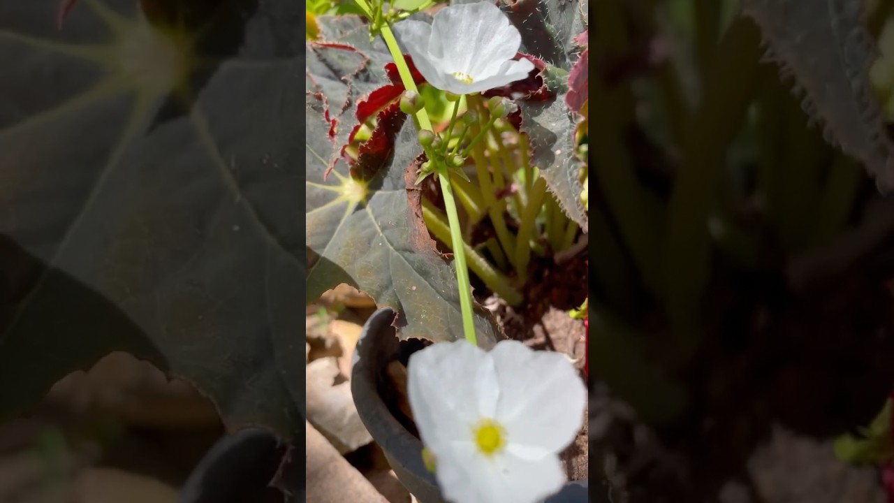 Relax with Flowers 🌸 Spend Time with Nature