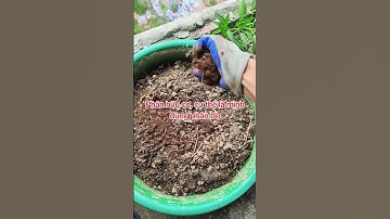 những khu vườn đẹp nhất #ocsen #shortvideo #farming