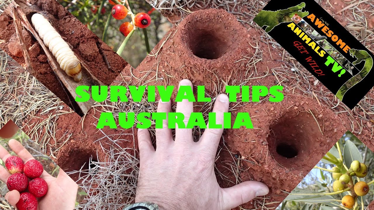 CATCH and COOK BUSH TUCKER AUSTRALIA WHAT YOU CAN EAT! YouTube