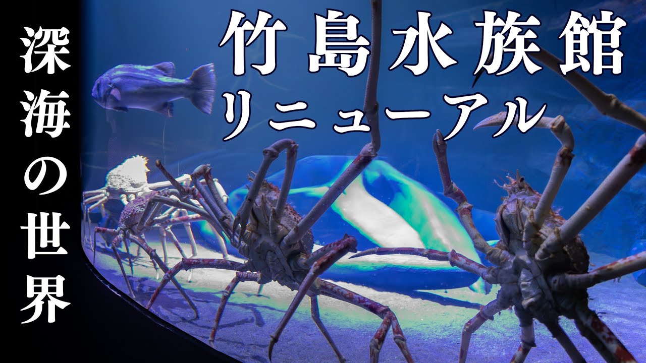 動画・写真多数】不気味? 怖い!? 興味深い深海の世界!! 竹島水族館が