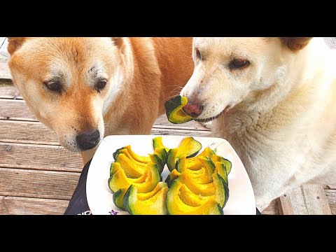 [608] 밤호박 먹는 진돗개부부,  목 막힐 것 같은 파근파근한 밤맛에 금동이는 그만  호박먹보 되었어요. #미니단호박 #밤호박 #미니단호박 #파근파근한밤맛나는 단호박